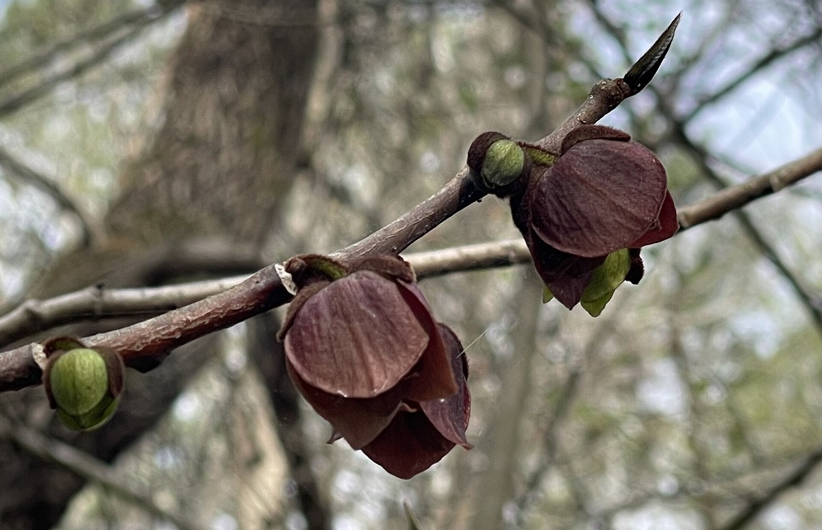 K&aacute;rp&aacute;t-medencei ban&aacute;nsz&uuml;ret