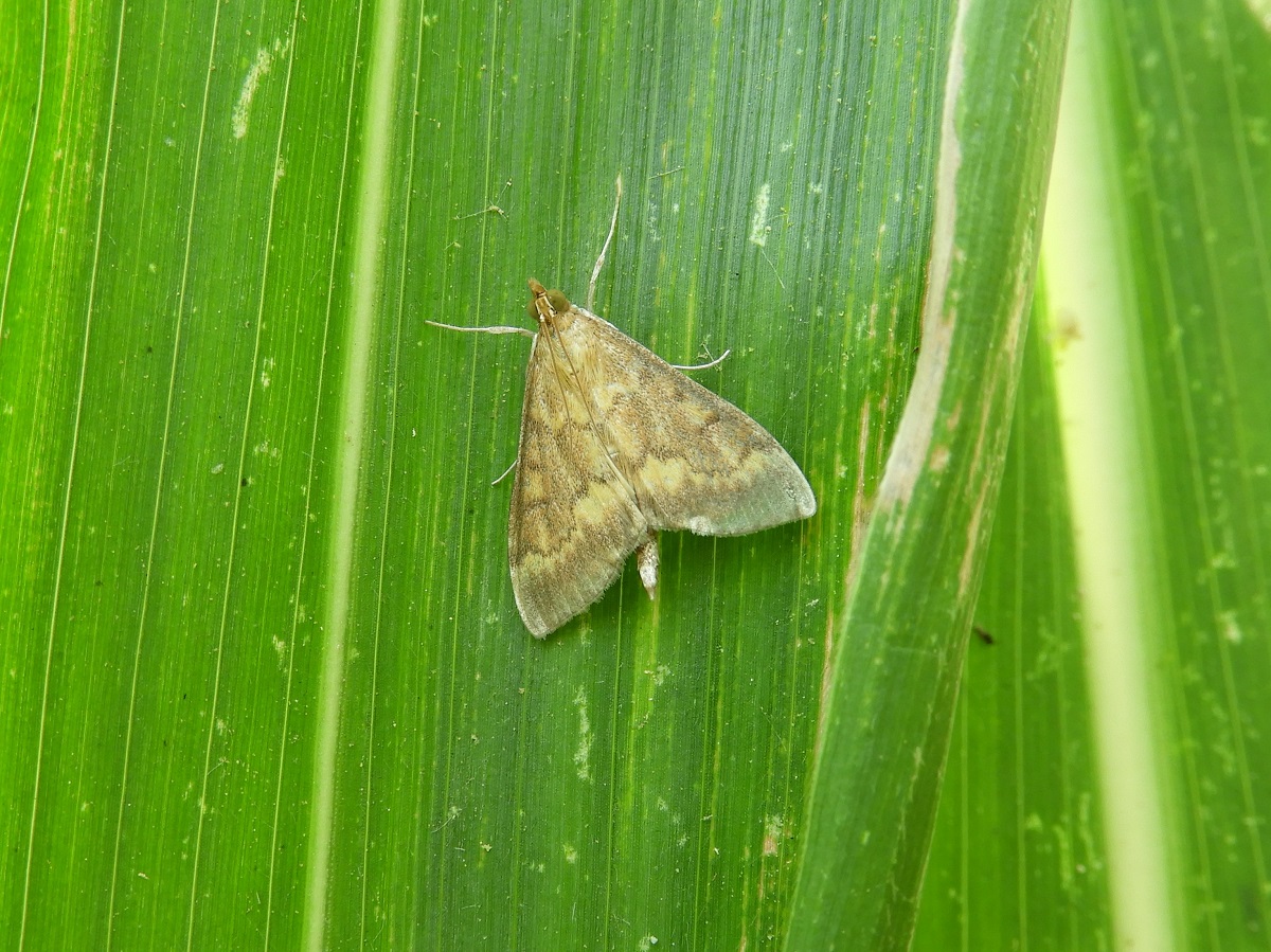 Vegy&uuml;k komolyan a kukorica ny&aacute;ri k&aacute;rtevőit! &ndash; V&aacute;ltoz&oacute; k&ouml;rnyezeti k&ouml;r&uuml;lm&eacute;nyek, m&oacute;dosul&oacute; k&aacute;rt&eacute;telek