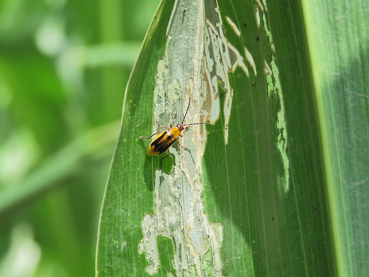 Vegy&uuml;k komolyan a kukorica ny&aacute;ri k&aacute;rtevőit! &ndash; V&aacute;ltoz&oacute; k&ouml;rnyezeti k&ouml;r&uuml;lm&eacute;nyek, m&oacute;dosul&oacute; k&aacute;rt&eacute;telek