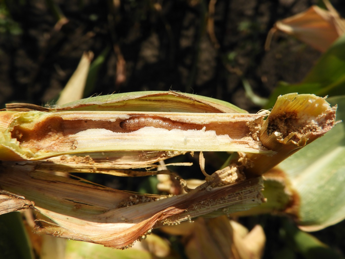 Vegy&uuml;k komolyan a kukorica ny&aacute;ri k&aacute;rtevőit! &ndash; V&aacute;ltoz&oacute; k&ouml;rnyezeti k&ouml;r&uuml;lm&eacute;nyek, m&oacute;dosul&oacute; k&aacute;rt&eacute;telek