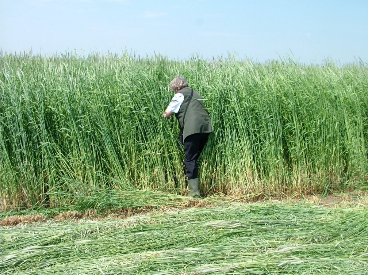 Az &eacute;velő rozs &uacute;j faj: Secale cereanum &ndash; A Perenne &eacute;s Gergő fajt&aacute;k ism&eacute;rveinek le&iacute;r&aacute;sa, termeszt&eacute;s&eacute;nek felt&eacute;telei
