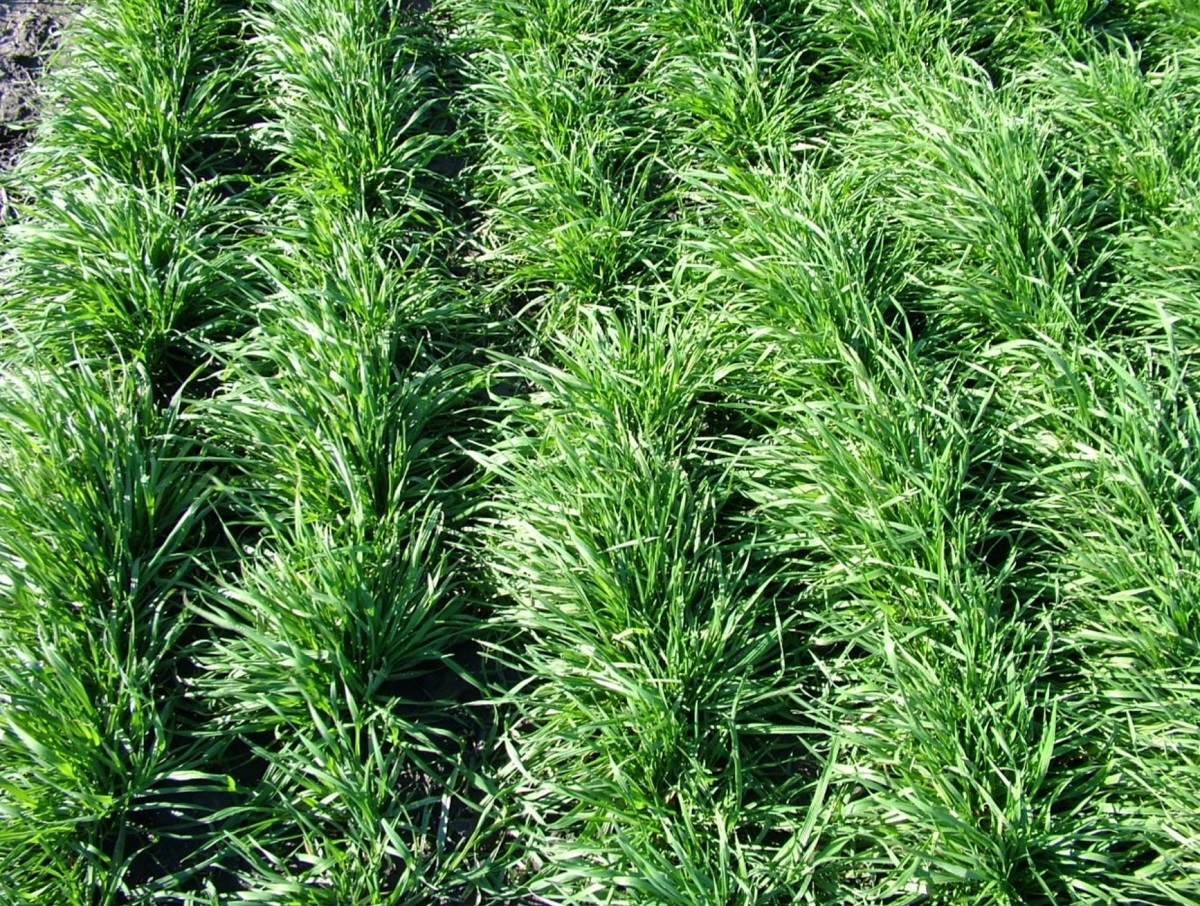 Az &eacute;velő rozs &uacute;j faj: Secale cereanum &ndash; A Perenne &eacute;s Gergő fajt&aacute;k ism&eacute;rveinek le&iacute;r&aacute;sa, termeszt&eacute;s&eacute;nek felt&eacute;telei