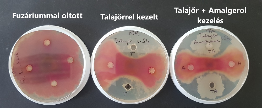 Talajkezel&eacute;sek b&uacute;zavet&eacute;s előtt