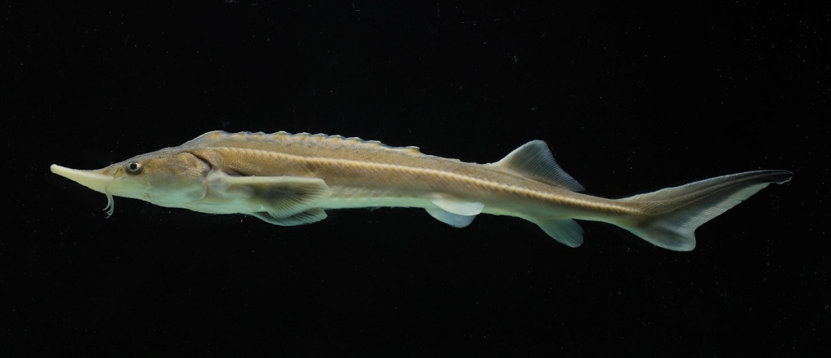 Nemzetk&ouml;zi kutat&aacute;s: a dunai tokf&eacute;l&eacute;k &eacute;lőhelyeinek t&eacute;rk&eacute;pez&eacute;s&eacute;ben vesz r&eacute;szt a Sz&eacute;chenyi Istv&aacute;n Egyetem