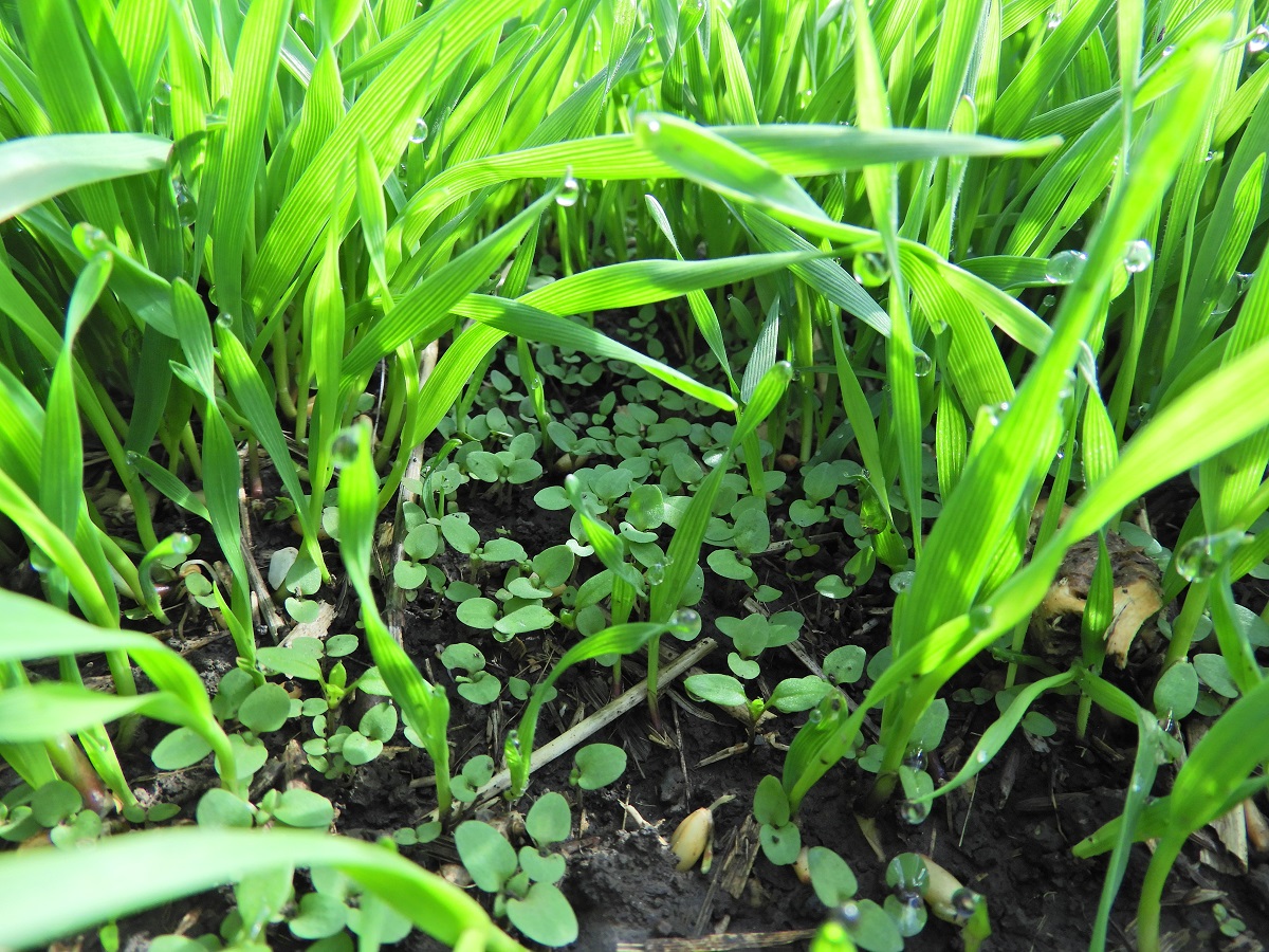 Kal&aacute;szosok őszi gyomosod&aacute;sa, gyomirt&aacute;sa &ndash; Mit előzhet&uuml;nk meg vele, mikor, hogyan alkalmazzuk?