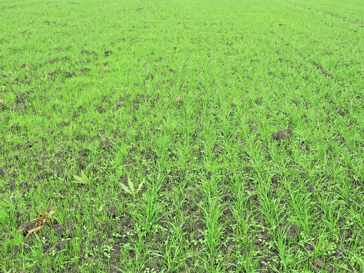 Kal&aacute;szosok őszi gyomosod&aacute;sa, gyomirt&aacute;sa &ndash; Mit előzhet&uuml;nk meg vele, mikor, hogyan alkalmazzuk?
