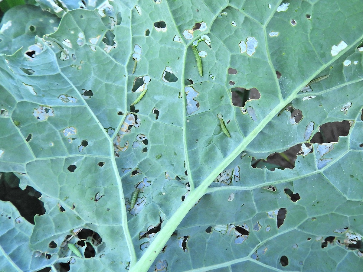 Mi lesz veled repce? – Kártevők az őszi repcetáblán