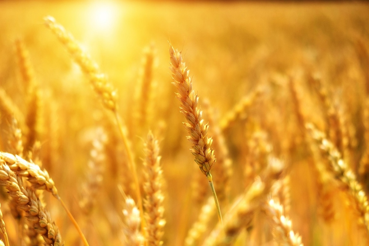 Javult tavaly az agr&aacute;r-k&uuml;lkereskedelem egyenlege &ndash; Az export- &eacute;s az importstrat&eacute;gia szerepe a j&ouml;vőtervez&eacute;sben 