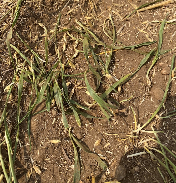 HORSCH gépekkel az új típusú talajművelésben