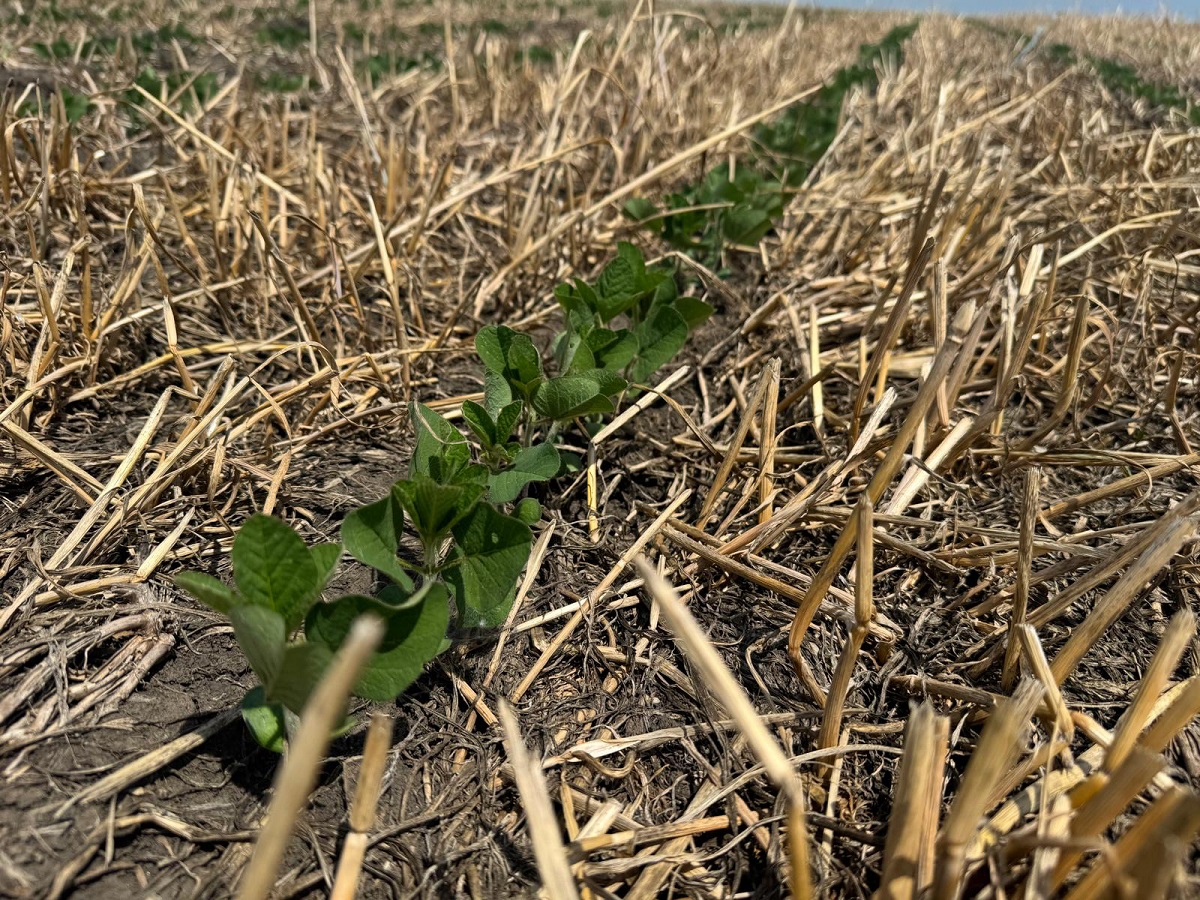 HORSCH gépekkel az új típusú talajművelésben