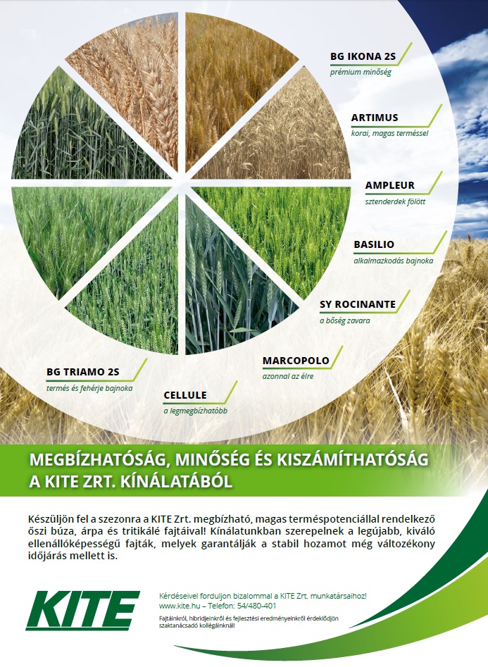 Mi lesz veled repce? – Kártevők az őszi repcetáblán