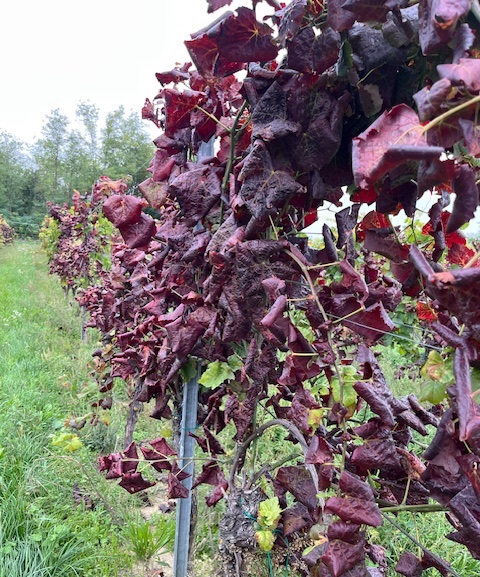 A szőlő egészsége a bor jövője – szakmai összefogás az aranyszínű sárgaság fitoplazma fertőzéssel szemben