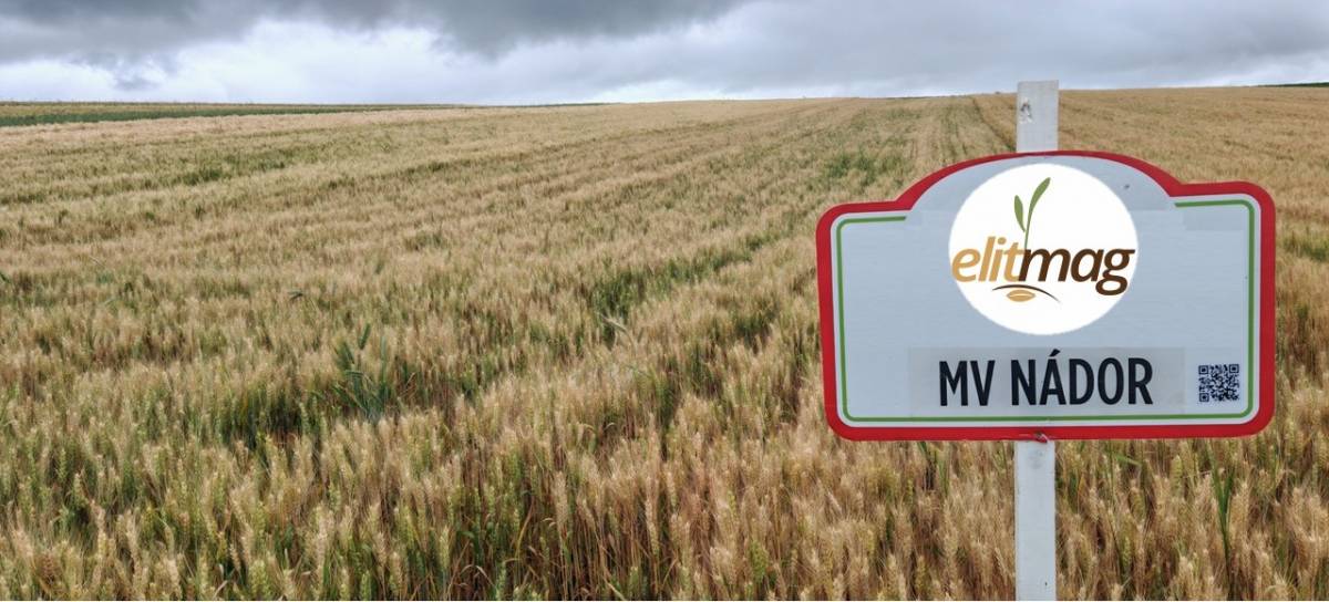 10. éve a csúcson!