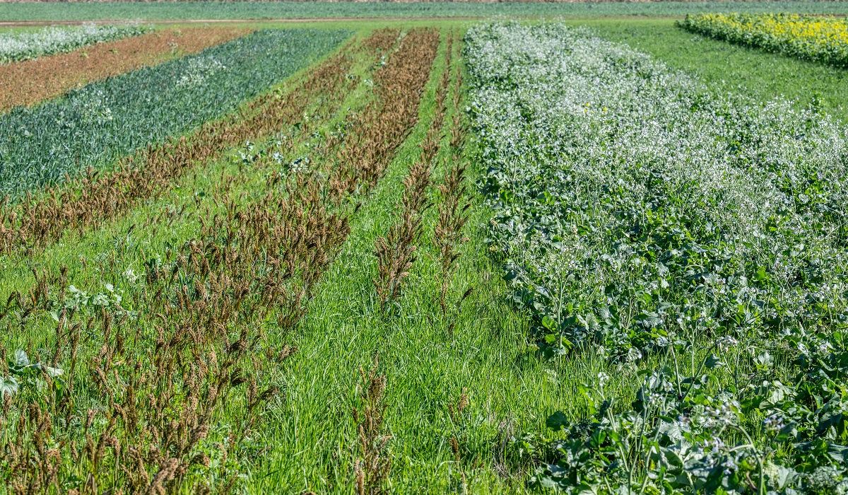 Takarónövények szerepe a fenntartható gazdálkodásban