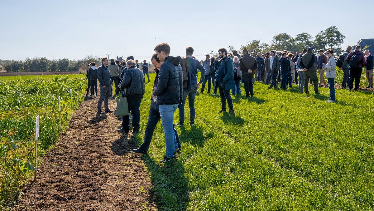 Takarónövények szerepe a fenntartható gazdálkodásban