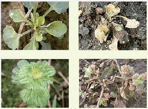 Jól bevált herbicidek őszi búzában, egy- és kétszikű gyomok őszi gyomirtására