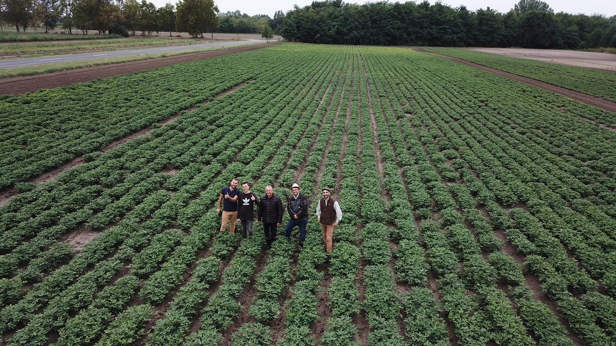 F&ouml;ldimogyor&oacute; &ndash;  A j&ouml;vő sz&aacute;razs&aacute;gtűrő n&ouml;v&eacute;nye