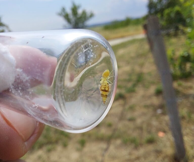 T&ouml;bb &eacute;let, kevesebb k&aacute;rtevő: vir&aacute;gos sork&ouml;ztakar&oacute;kkal &eacute;s &eacute;lőhelyfoltokkal a szőlőkab&oacute;ca ellen