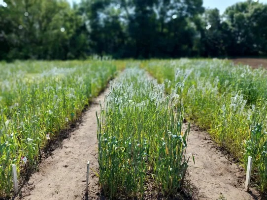 Új szárazságtűrő búzavonalat fejlesztettek a HUN-REN ATK kutatói