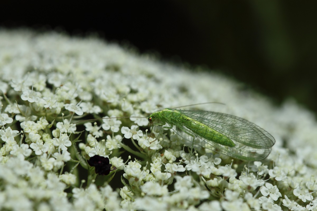 T&ouml;bb &eacute;let, kevesebb k&aacute;rtevő: vir&aacute;gos sork&ouml;ztakar&oacute;kkal &eacute;s &eacute;lőhelyfoltokkal a szőlőkab&oacute;ca ellen