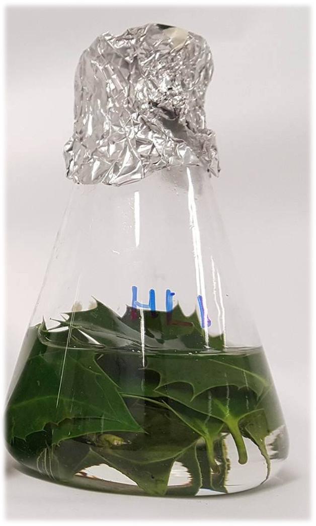 Új, szén-monoxid-lebontásra képes baktériumfajt írtak le a MATE kutatói