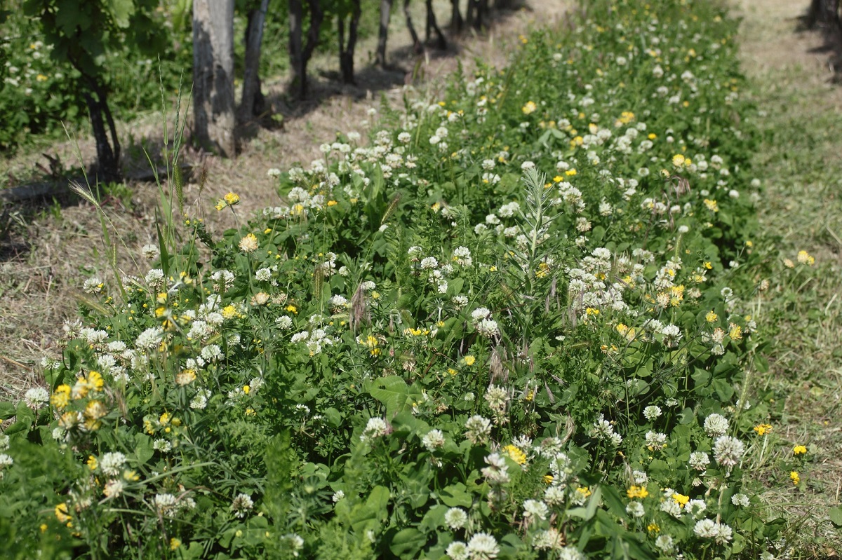 T&ouml;bb &eacute;let, kevesebb k&aacute;rtevő: vir&aacute;gos sork&ouml;ztakar&oacute;kkal &eacute;s &eacute;lőhelyfoltokkal a szőlőkab&oacute;ca ellen