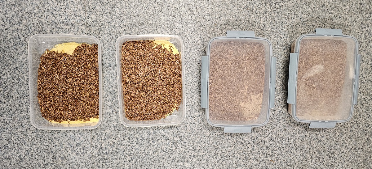 Mikotoxinnal szennyezett kukorica hasznosítására találtak megoldást a MATE kutatói