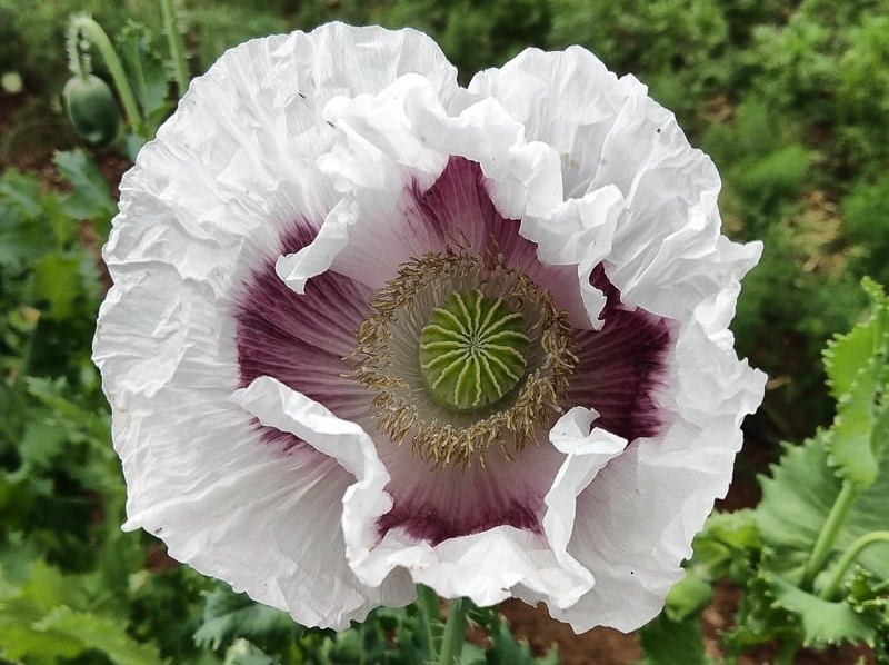 Feh&eacute;r m&aacute;k