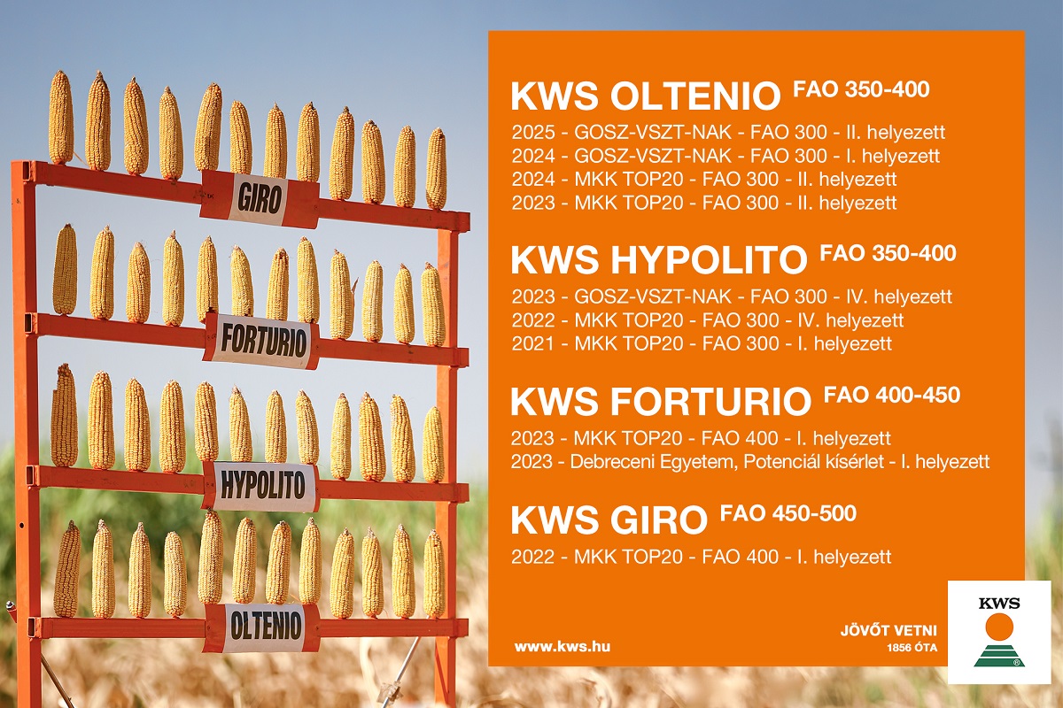 Kukoricatermesztési kockázatkezelés a KWS TOP4 modern hibridjével