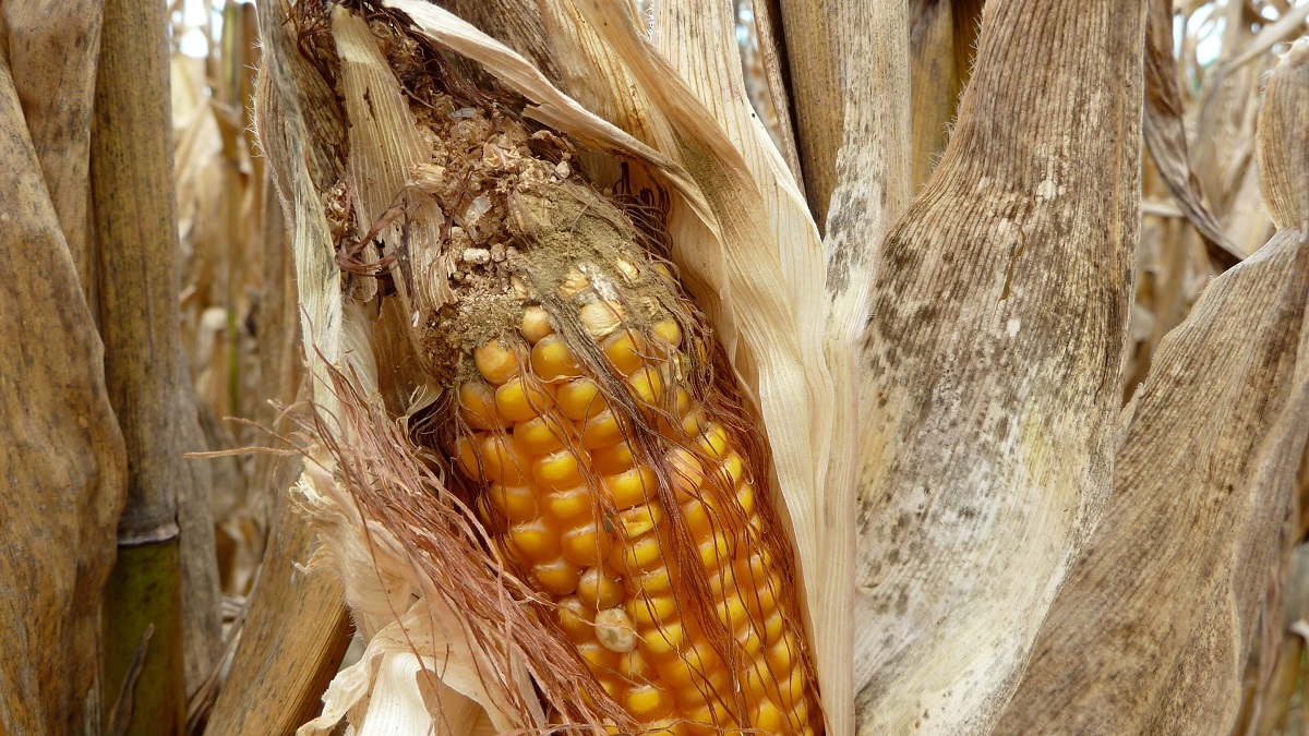 Biol&oacute;giai seg&iacute;ts&eacute;gaz aflatoxin ellen
