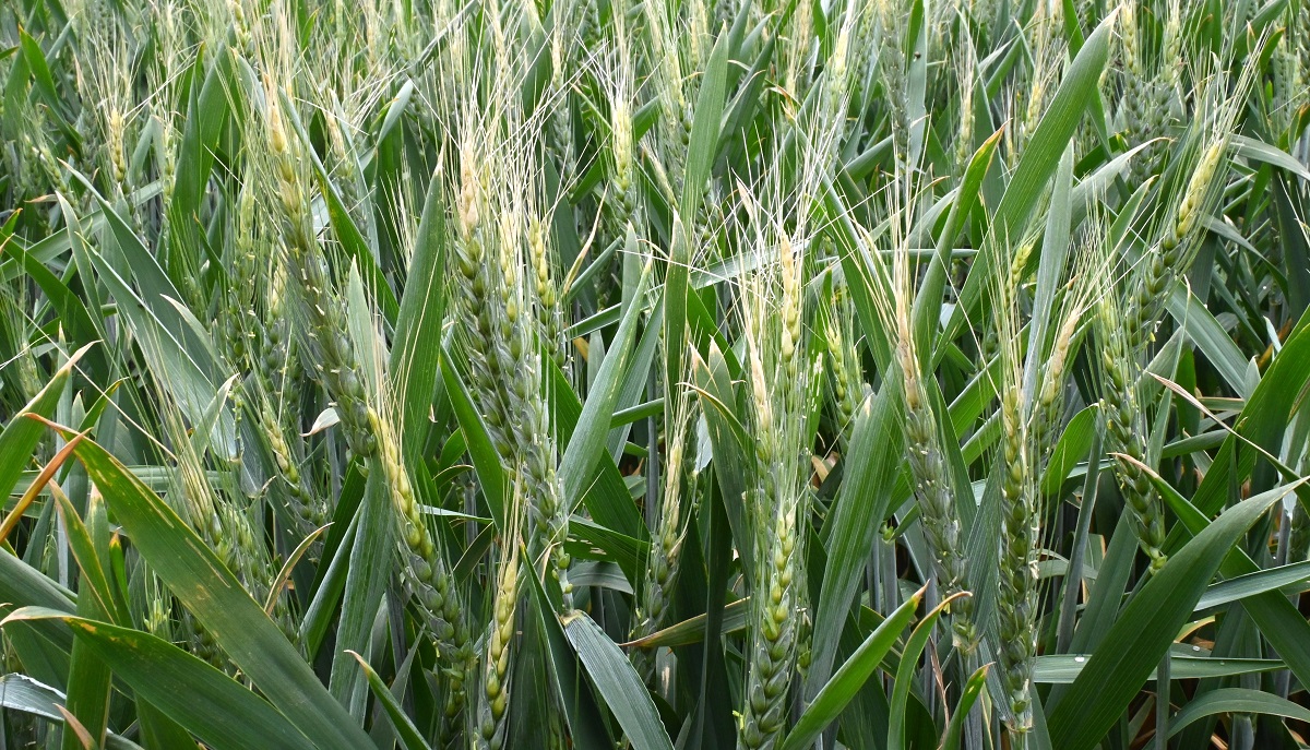 2025 a sz&aacute;nt&oacute;f&ouml;ldi n&ouml;v&eacute;nyv&eacute;delemben &ndash; T&ouml;rt&eacute;n&eacute;sek &eacute;s n&eacute;h&aacute;ny tanuls&aacute;g