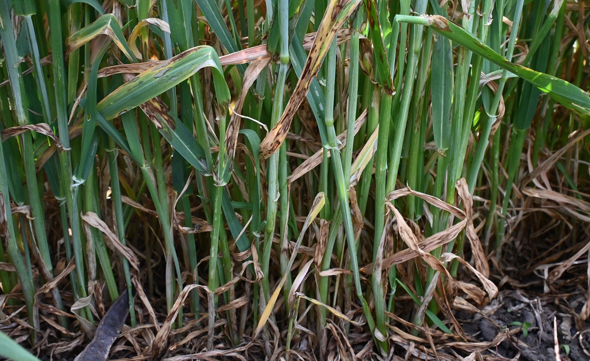 2025 a sz&aacute;nt&oacute;f&ouml;ldi n&ouml;v&eacute;nyv&eacute;delemben &ndash; T&ouml;rt&eacute;n&eacute;sek &eacute;s n&eacute;h&aacute;ny tanuls&aacute;g