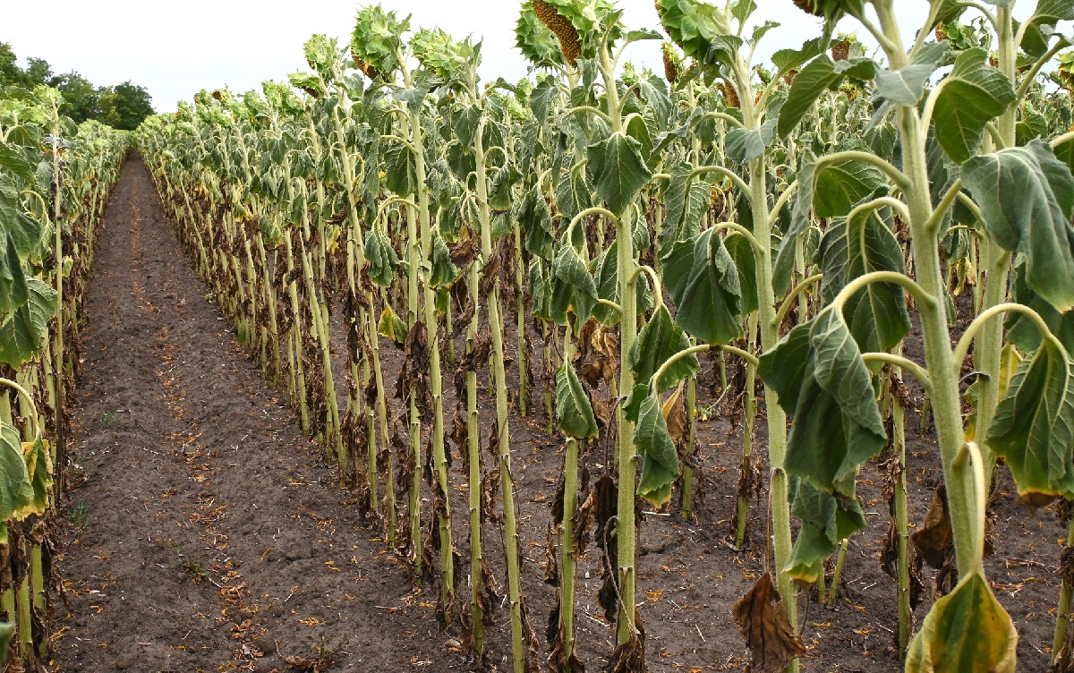 2025 a sz&aacute;nt&oacute;f&ouml;ldi n&ouml;v&eacute;nyv&eacute;delemben &ndash; T&ouml;rt&eacute;n&eacute;sek &eacute;s n&eacute;h&aacute;ny tanuls&aacute;g