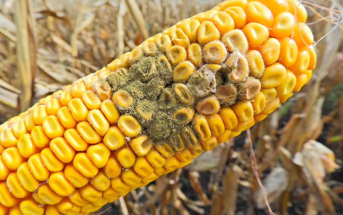 2025 a sz&aacute;nt&oacute;f&ouml;ldi n&ouml;v&eacute;nyv&eacute;delemben &ndash; T&ouml;rt&eacute;n&eacute;sek &eacute;s n&eacute;h&aacute;ny tanuls&aacute;g