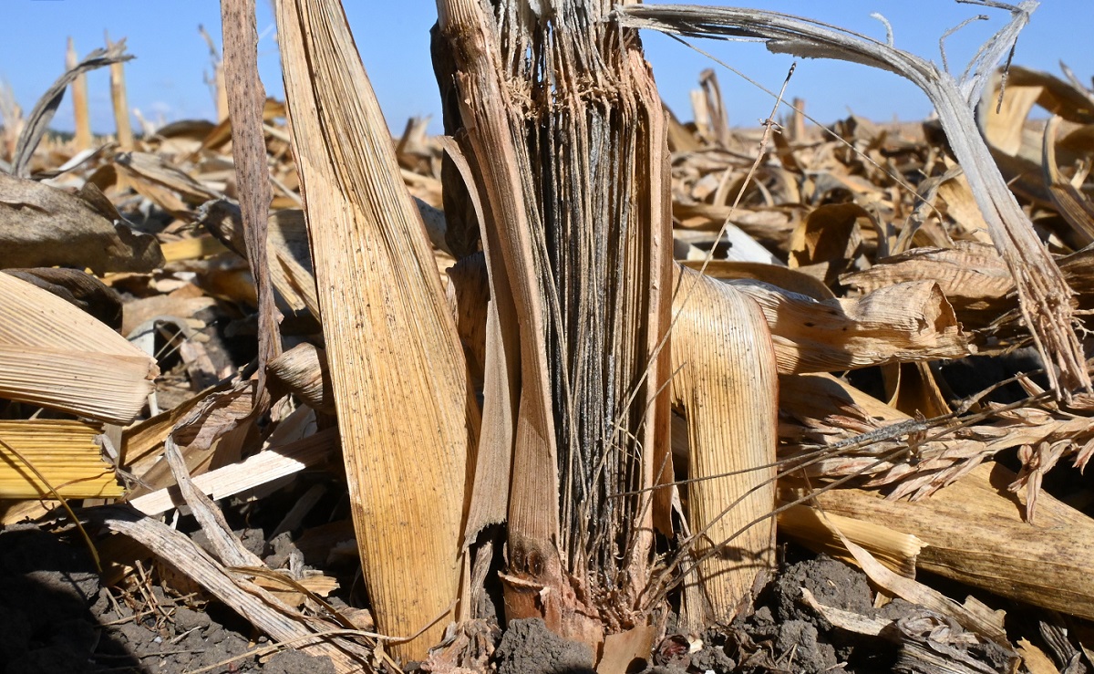 2025 a sz&aacute;nt&oacute;f&ouml;ldi n&ouml;v&eacute;nyv&eacute;delemben &ndash; T&ouml;rt&eacute;n&eacute;sek &eacute;s n&eacute;h&aacute;ny tanuls&aacute;g