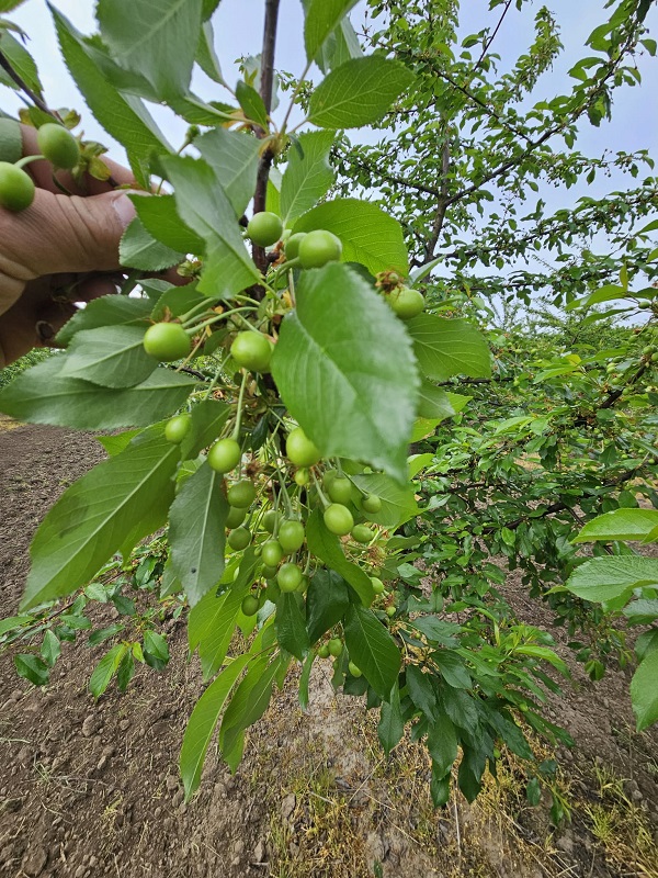 Mi van a h&aacute;tizs&aacute;kban? (1. r&eacute;sz) &ndash; Gy&uuml;m&ouml;lcsprogn&oacute;zis 2026-ra 