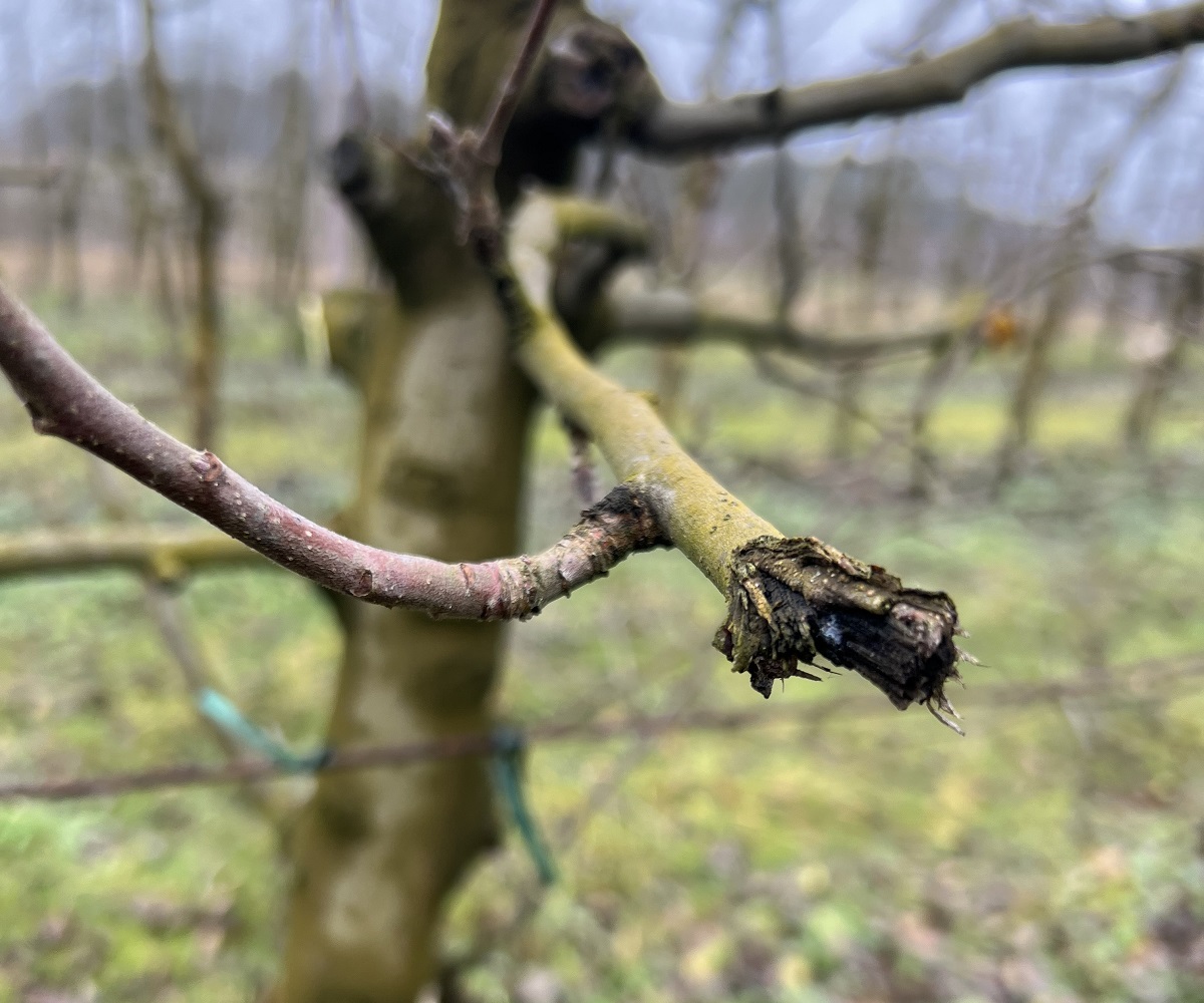  Gy&uuml;m&ouml;lcsf&aacute;k t&eacute;li metsz&eacute;s&eacute;nek alapjai &ndash; Termőre fordult gy&uuml;m&ouml;lcsf&aacute;k fitotechnikai &eacute;s &aacute;pol&aacute;si munk&aacute;i