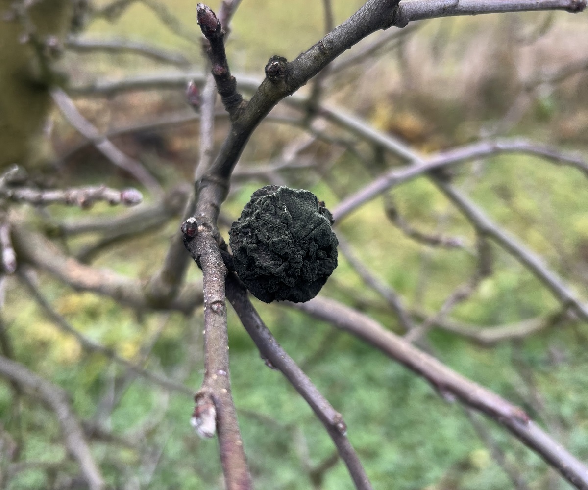  Gy&uuml;m&ouml;lcsf&aacute;k t&eacute;li metsz&eacute;s&eacute;nek alapjai &ndash; Termőre fordult gy&uuml;m&ouml;lcsf&aacute;k fitotechnikai &eacute;s &aacute;pol&aacute;si munk&aacute;i