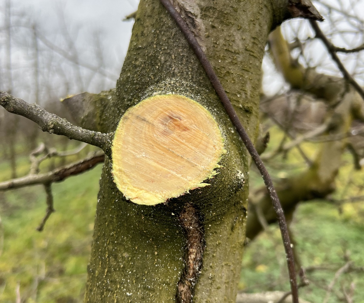  Gy&uuml;m&ouml;lcsf&aacute;k t&eacute;li metsz&eacute;s&eacute;nek alapjai &ndash; Termőre fordult gy&uuml;m&ouml;lcsf&aacute;k fitotechnikai &eacute;s &aacute;pol&aacute;si munk&aacute;i
