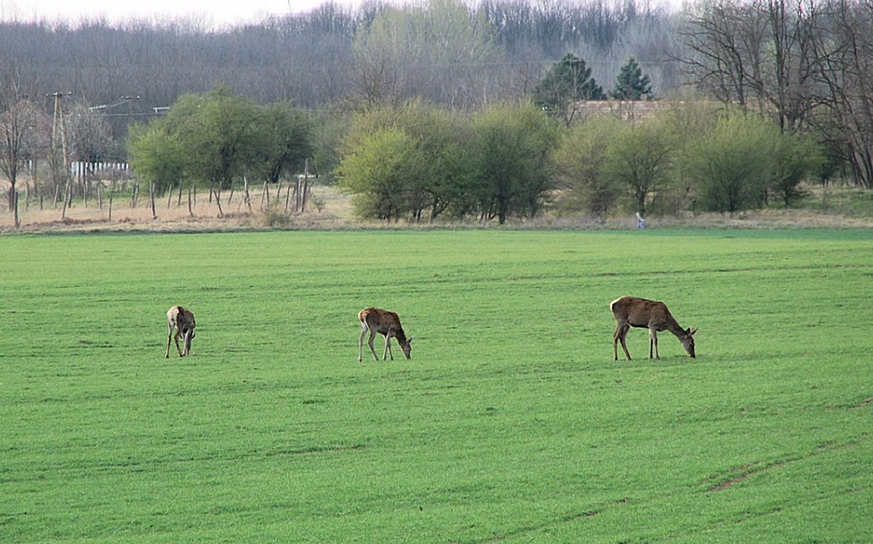Vadgazd&aacute;lkod&aacute;s az elm&uacute;lt &eacute;vekben &ndash; &Eacute;vtizedes &aacute;ttekint&eacute;s &eacute;s a 2024&ndash;2025-&ouml;s &eacute;v szakmai jellemz&eacute;se
