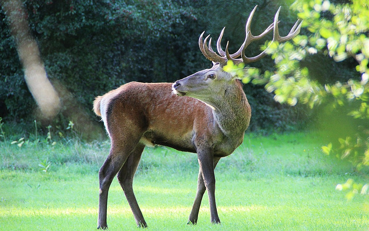 Vadgazd&aacute;lkod&aacute;s az elm&uacute;lt &eacute;vekben &ndash; &Eacute;vtizedes &aacute;ttekint&eacute;s &eacute;s a 2024&ndash;2025-&ouml;s &eacute;v szakmai jellemz&eacute;se