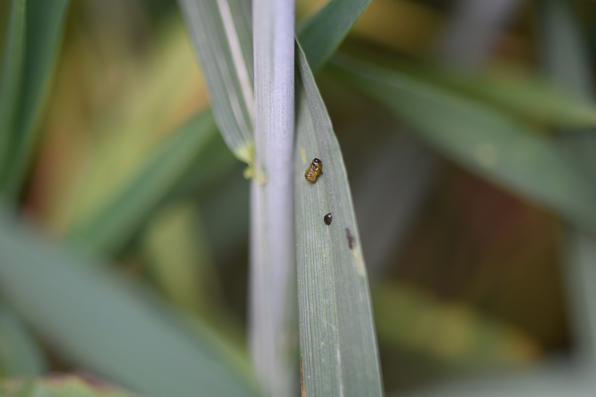 &Uacute;jabb revans a kal&aacute;szk&aacute;ros&iacute;t&oacute;kon &ndash; meg&uacute;jult REVANS csomagok a KITE k&iacute;n&aacute;lat&aacute;ban