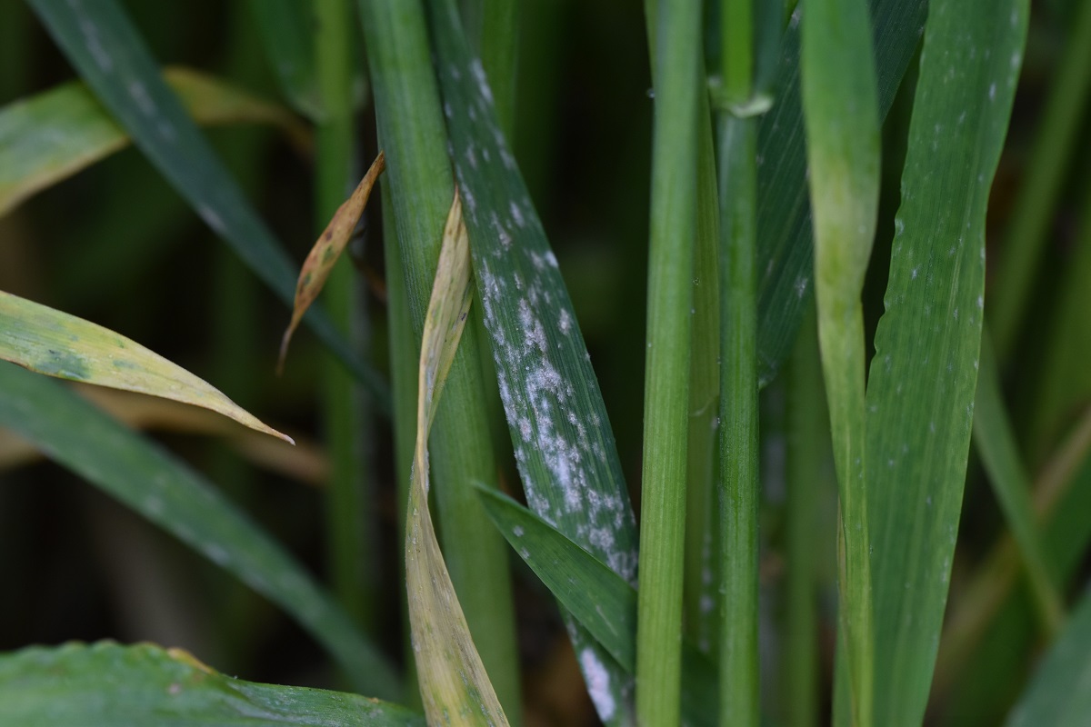 &Uacute;jabb revans a kal&aacute;szk&aacute;ros&iacute;t&oacute;kon &ndash; meg&uacute;jult REVANS csomagok a KITE k&iacute;n&aacute;lat&aacute;ban