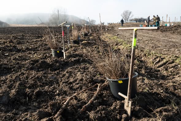 Gyulaj Zrt &ndash; &uacute;j erdők sz&uuml;let&eacute;se Szak&aacute;ly &eacute;s Miszla hat&aacute;r&aacute;ban