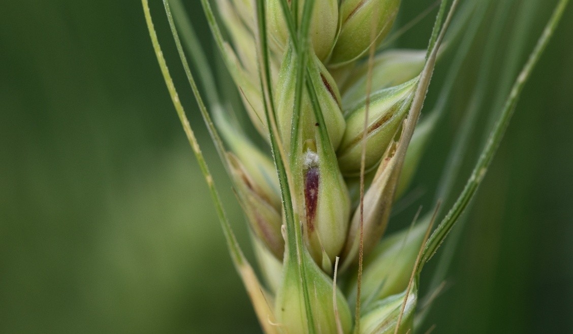 &Uacute;jabb revans a kal&aacute;szk&aacute;ros&iacute;t&oacute;kon &ndash; meg&uacute;jult REVANS csomagok a KITE k&iacute;n&aacute;lat&aacute;ban