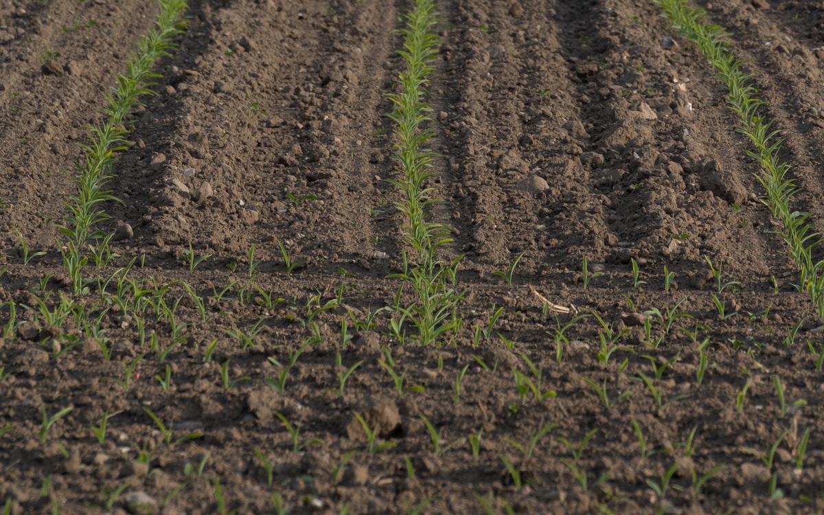 Talajvizsg&aacute;lat &eacute;s t&aacute;panyag-ut&aacute;np&oacute;tl&aacute;s tervez&eacute;se