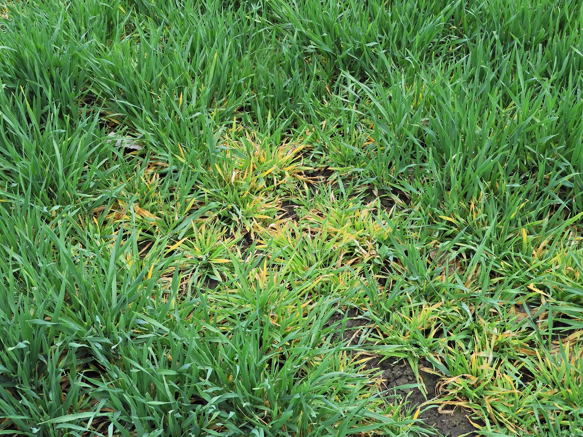 T&eacute;l v&eacute;gi-kora tavaszi k&aacute;ros&iacute;t&oacute;k a sz&aacute;nt&oacute;f&ouml;ld&ouml;n