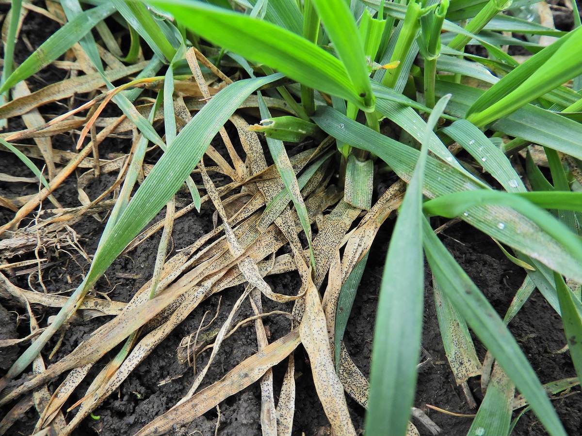 T&eacute;l v&eacute;gi-kora tavaszi k&aacute;ros&iacute;t&oacute;k a sz&aacute;nt&oacute;f&ouml;ld&ouml;n