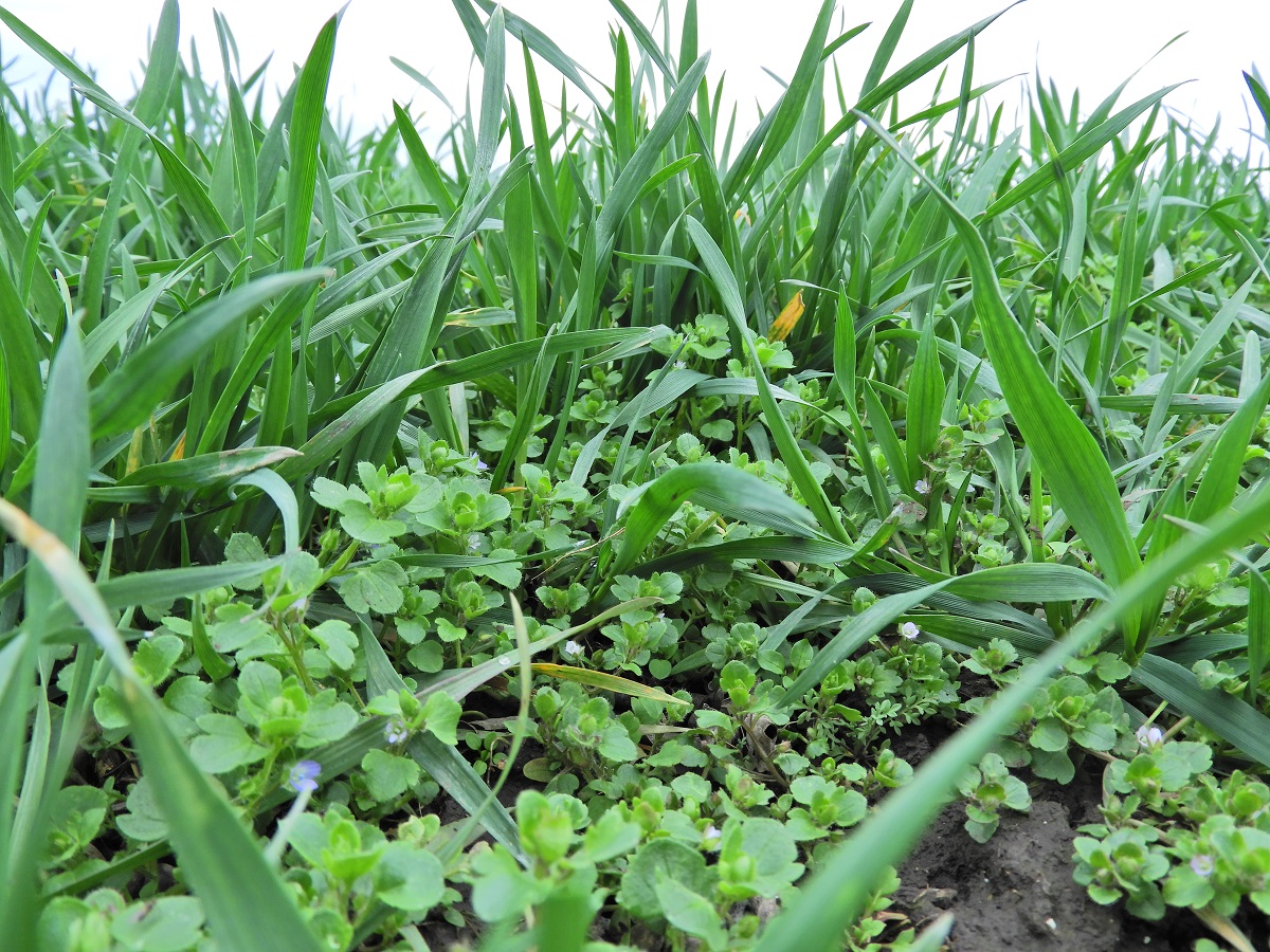 T&eacute;l v&eacute;gi-kora tavaszi k&aacute;ros&iacute;t&oacute;k a sz&aacute;nt&oacute;f&ouml;ld&ouml;n