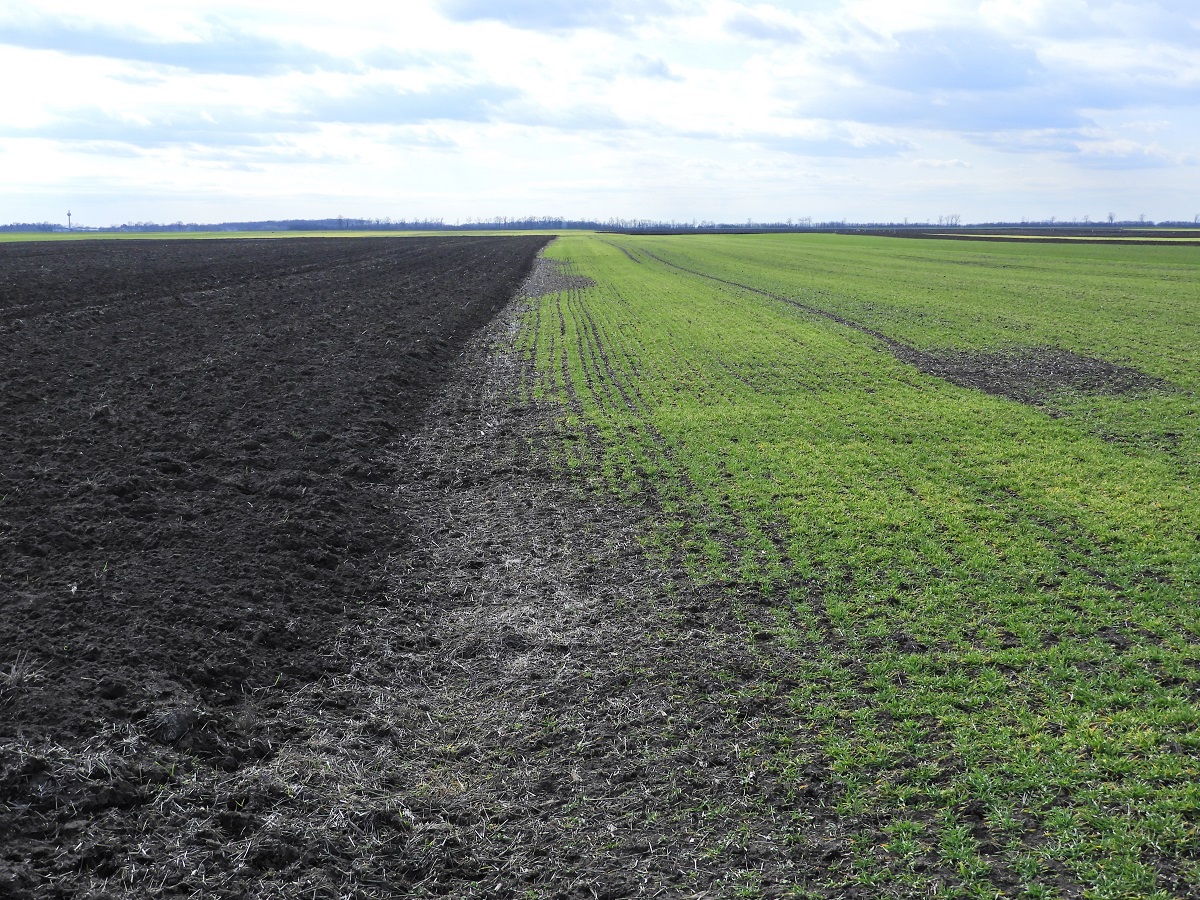 T&eacute;l v&eacute;gi-kora tavaszi k&aacute;ros&iacute;t&oacute;k a sz&aacute;nt&oacute;f&ouml;ld&ouml;n